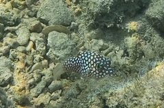 Canthigaster jactator