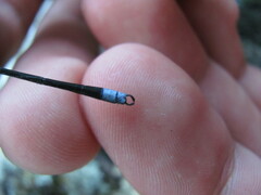 Chlorolestes tessellatus