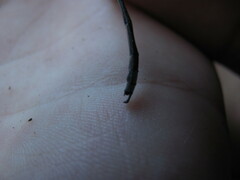 Chlorolestes tessellatus