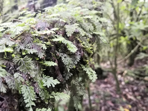 Hymenophyllum tunbrigense image