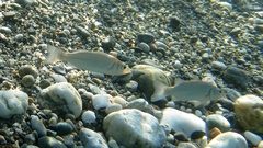 Dicentrarchus labrax