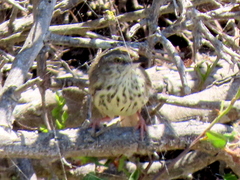 Prinia maculosa maculosa