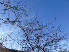 Fremontodendron mexicanum