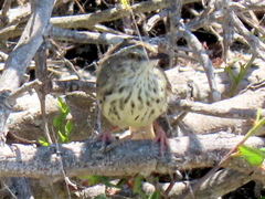 Prinia maculosa maculosa