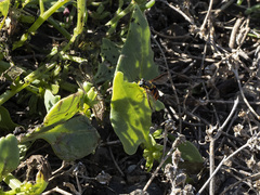 Chrysotoxum triarcuatum