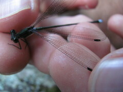 Chlorolestes tessellatus
