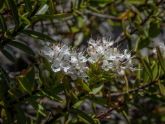 Veronica decumbens