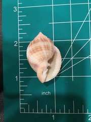 Cancellaria reticulata