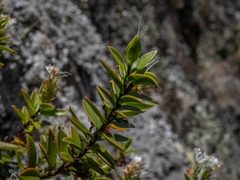 Veronica decumbens