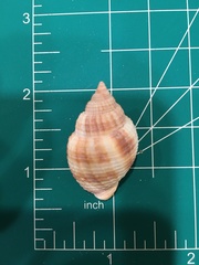 Cancellaria reticulata