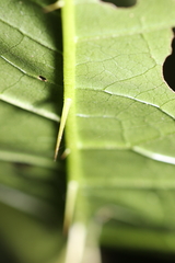 Solanum acerifolium