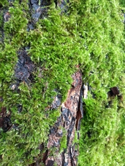 Rhynchostegium confertum