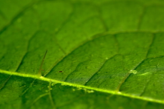 Solanum acerifolium