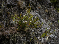 Veronica decumbens