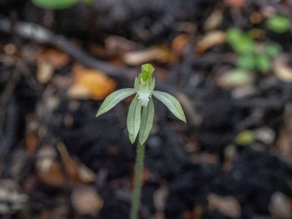 Caladenia nothofageti