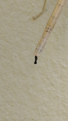 Phalces brevis