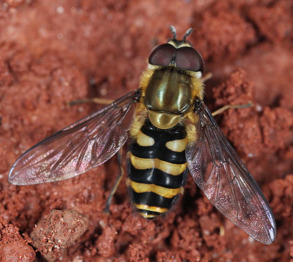 Hairy-eyed Flower Fly from Abbeville County, SC, USA on January 08 ...