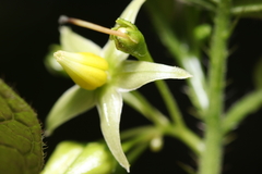 Solanum acerifolium