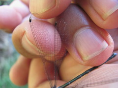 Chlorolestes tessellatus