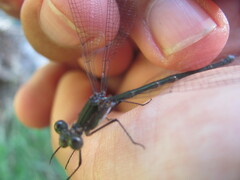 Chlorolestes tessellatus