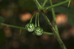Solanum acerifolium