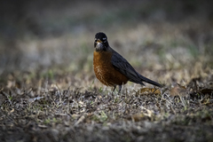 Turdus migratorius