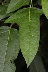 Solanum acerifolium