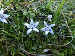 Lobelia ionantha