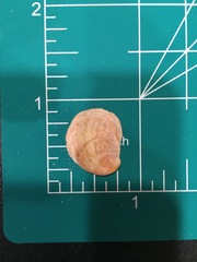 Bostrycapulus aculeatus