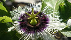 Passiflora edulis flavicarpa