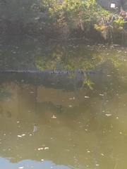 Crocodylus acutus