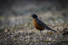 Turdus migratorius