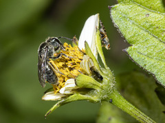 Lasioglossum viride