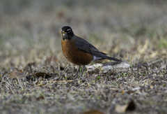 Turdus migratorius
