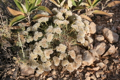 Acantholimon