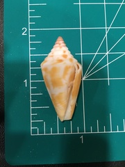 Conus scalaris