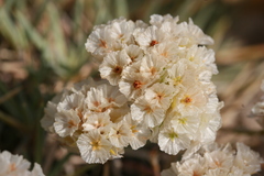 Acantholimon
