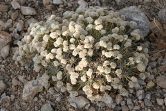 Acantholimon