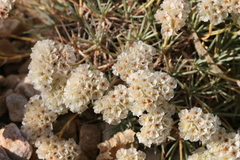 Acantholimon