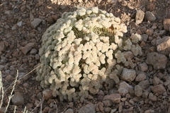 Acantholimon