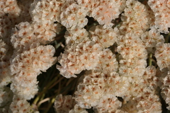 Acantholimon