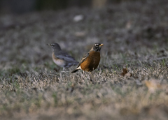 Turdus migratorius