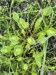 Claytonia perfoliata