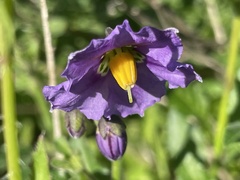 Solanum xanti