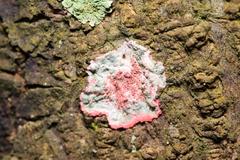 Herpothallon