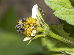 Lasioglossum viride