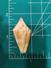 Conus scalaris