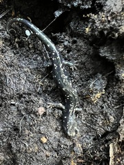 Aneides flavipunctatus