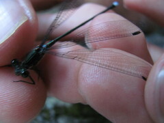 Chlorolestes tessellatus