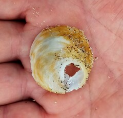 Sigapatella novaezelandiae